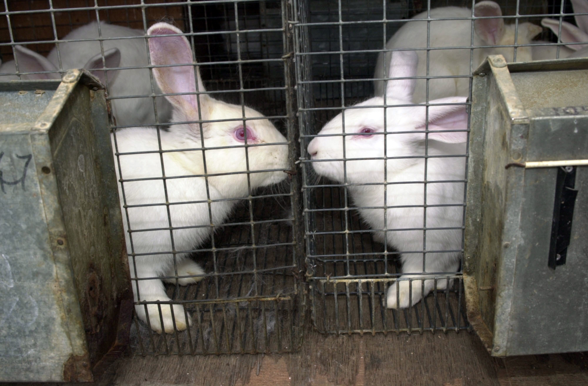 PHOTO: Rabbits sit in cages after being liberated from a company that bred rabbits for laboratory testing in the U.K., July 10, 2000.