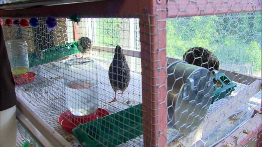 PHOTO: Sixth graders at the Coretta Scott King Young Women's Leadership Academy in Atlanta raise quails to help feed their community. 