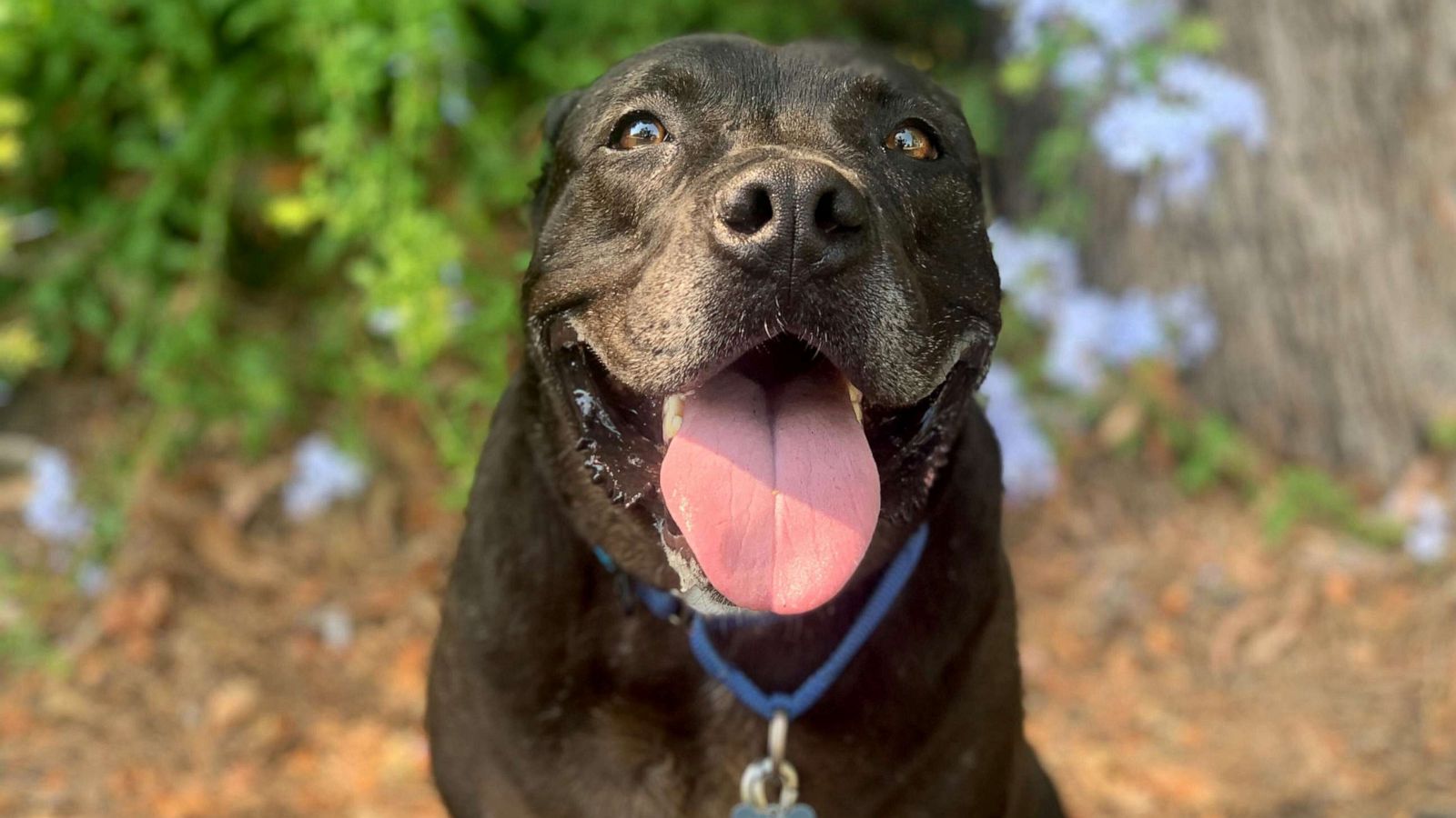 PHOTO: Melvin, now named Loki, was rescued after 667 days at a shelter in Los Angeles.