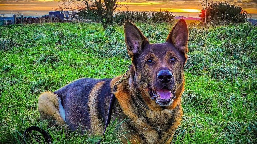 PHOTO: A retired police dog named Bear from Sussex, England in a photo shared online.