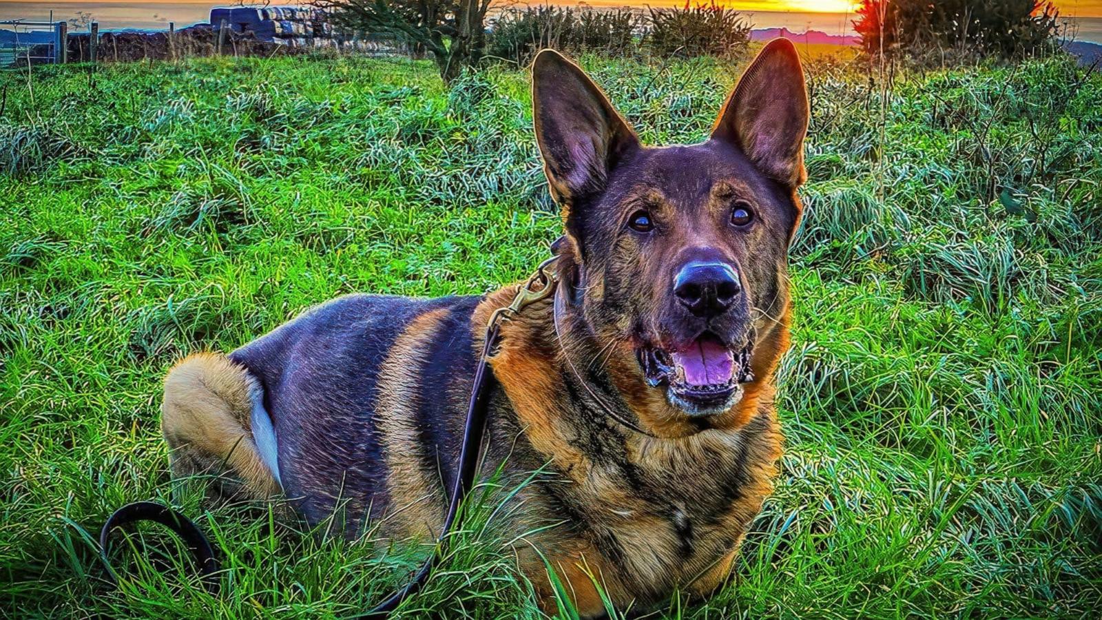 PHOTO: A retired police dog named Bear from Sussex, England in a photo shared online.