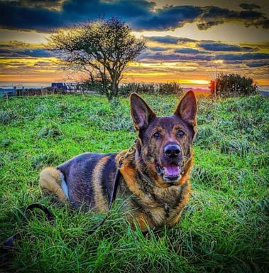 PHOTO: A retired police dog named Bear from Sussex, England in a photo shared online.