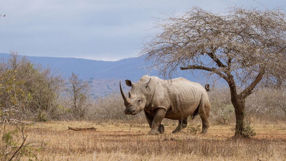 VIDEO: Rhino gives chase to tourists on safari