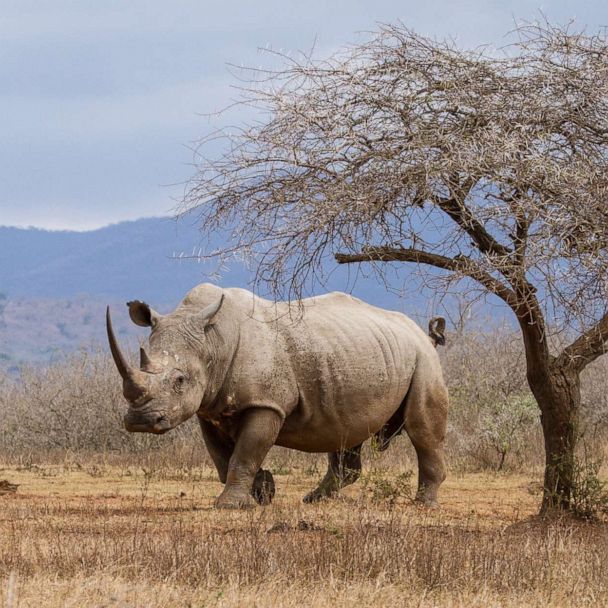 rhino-rf-stock-gty-ml-