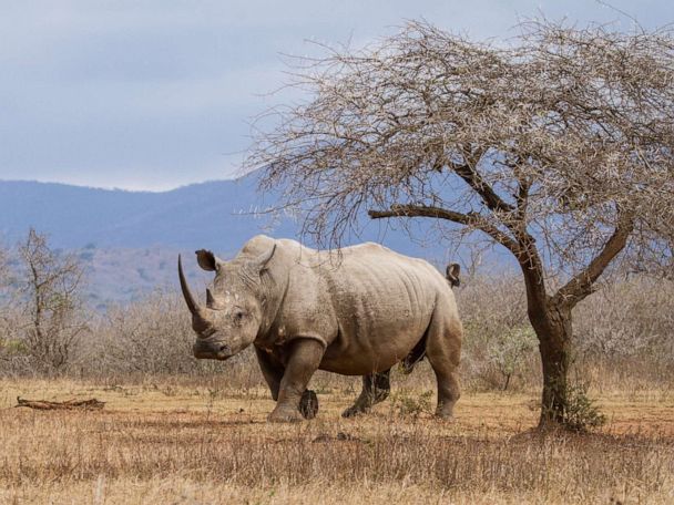 rhino-rf-stock-gty-ml-