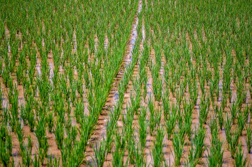 PHOTO: Scenic view of a rice field.