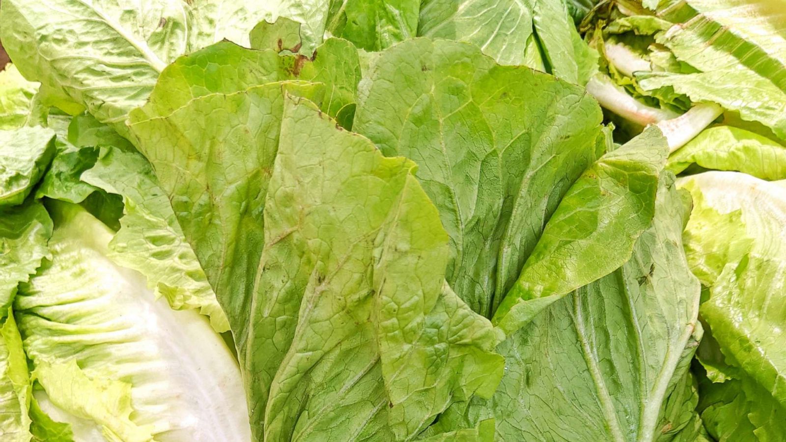 PHOTO: RRomaine lettuce is displayed at a store in a stock photo.