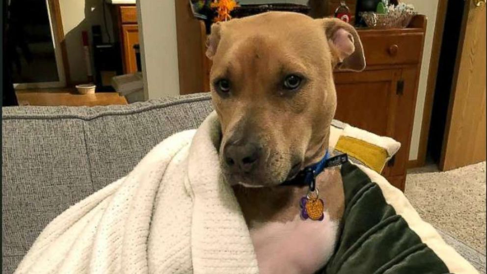 PHOTO: Rosie was adopted by Kelly Connelly after the dog spent the holidays with her through the Franklin County Dog Shelter and Adoption Center sleepover program.