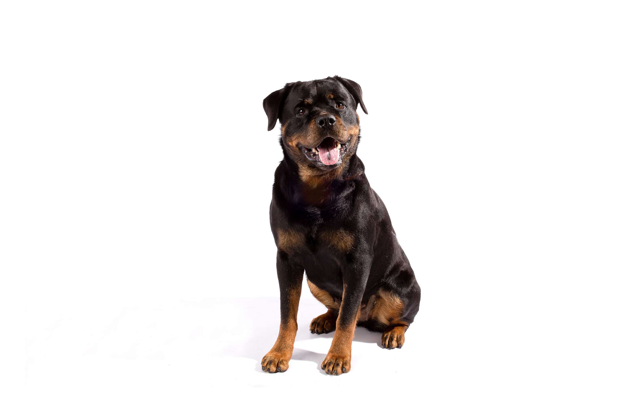 PHOTO: Rottweilers are No. 8 on the AKC's most popular dog breeds of 2018.