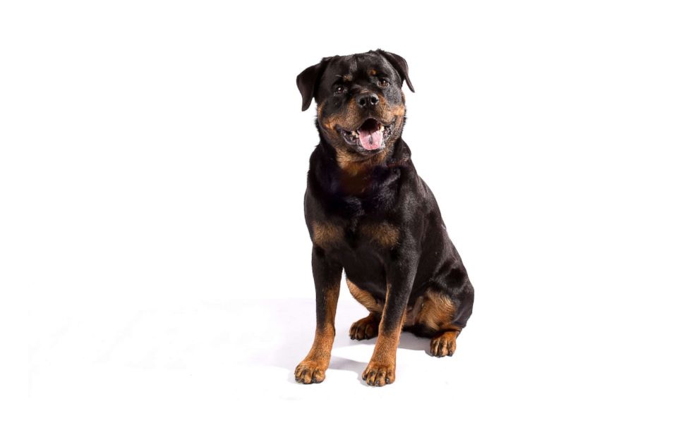 PHOTO: Rottweilers are No. 8 on the AKC's most popular dog breeds of 2018.