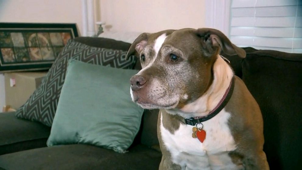 Senior pit bull hailed as hero after saving her family from a gas leak ...