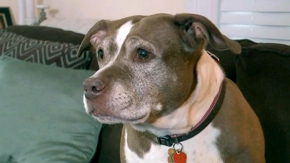 PHOTO: Sadie, a pit bull, is being hailed a hero after notifying police about a gas leak at her owner's home.