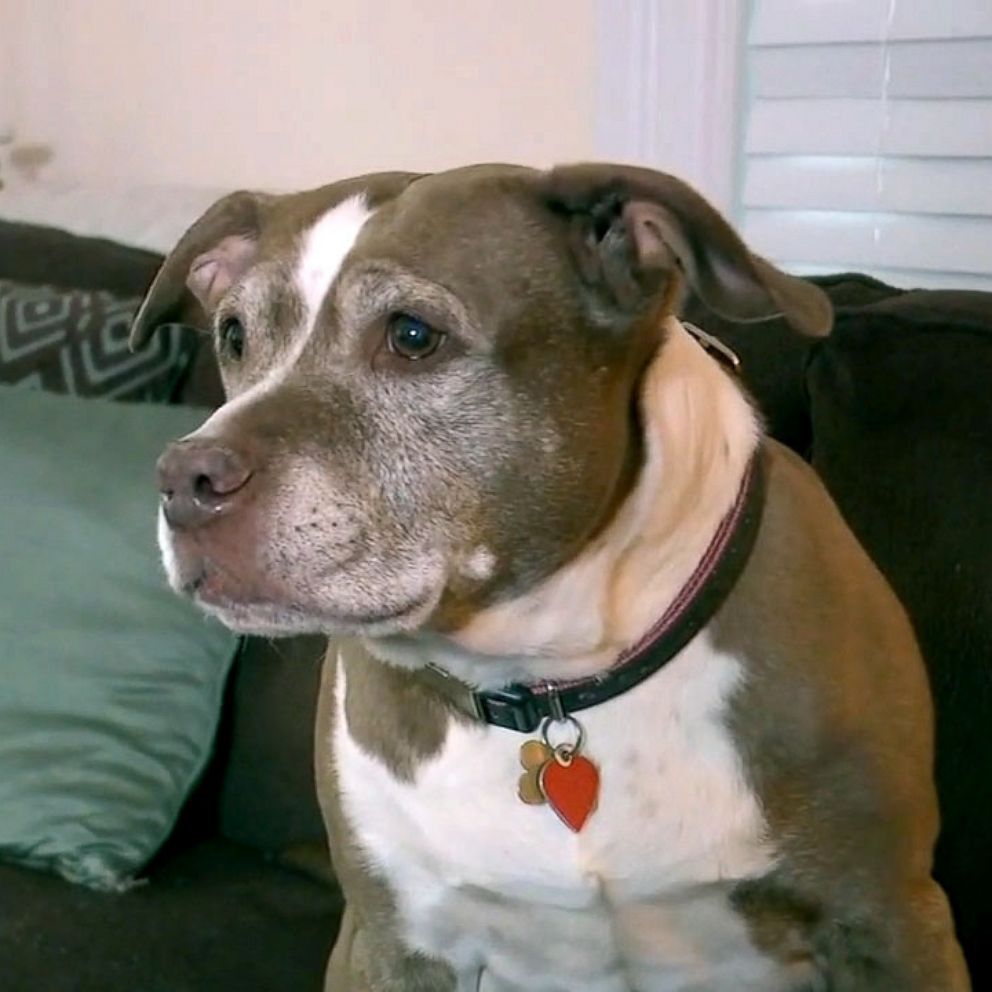 VIDEO: Senior pit bull hailed a hero after saving family