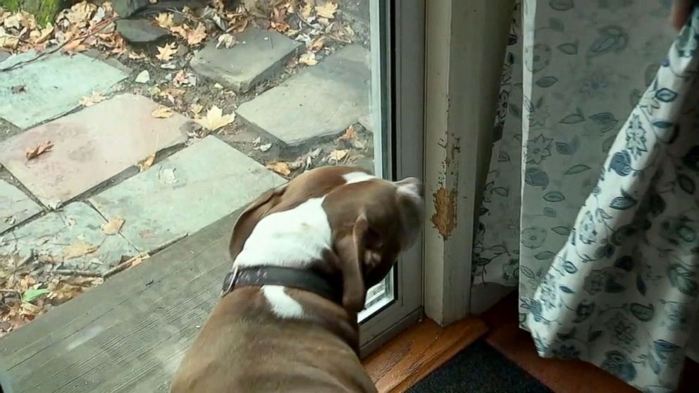PHOTO: Sadie, a pit bull, is being hailed a hero after notifying police about a gas leak at her owner's home.