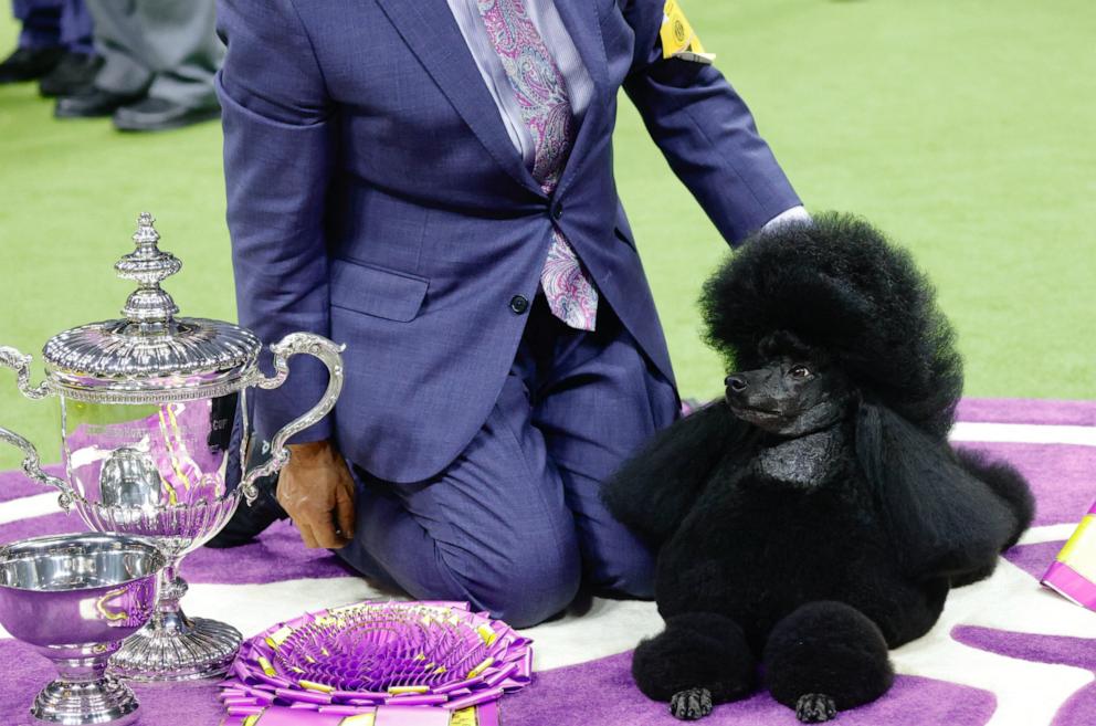 PHOTO: Sage, a Miniature Poodle from Houston, Texas, wins the Best in Show group during the Annual Westminster Kennel Club Dog Show at Arthur Ashe Stadium in Queens, N.Y., on May 14, 2024.