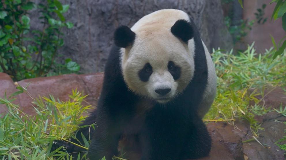 PHOTO: The public will be able to visit the pandas in person starting Aug. 8. at San Diego Zoo.