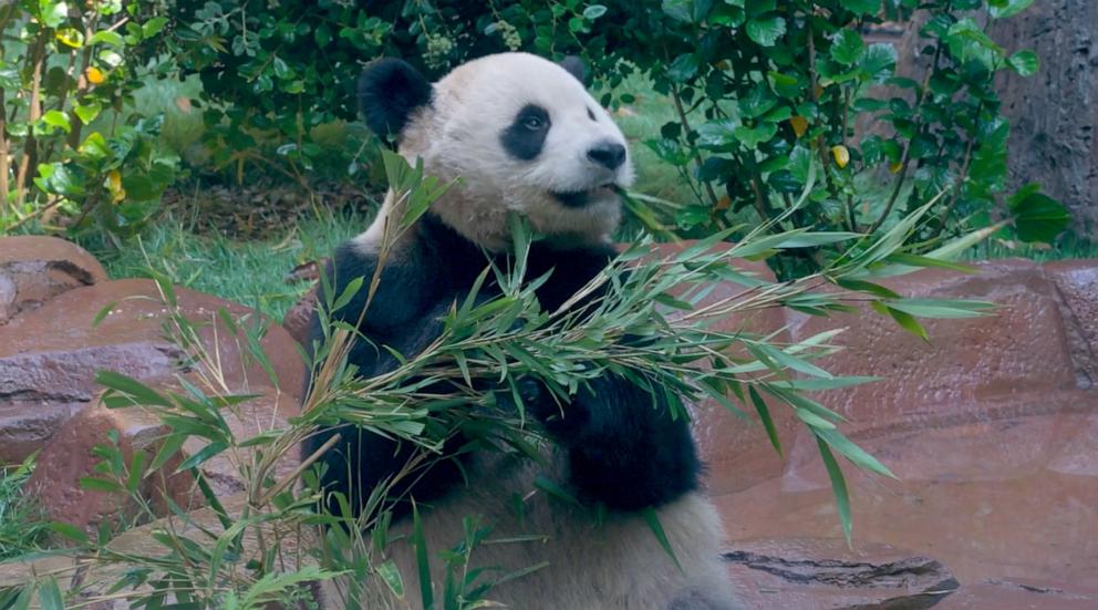 PHOTO: The public will be able to visit the pandas in person starting Aug. 8. at San Diego Zoo.