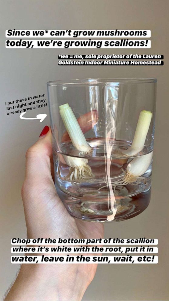 PHOTO: Lauren Goldstein, 23, gives her Instagram followers directions on how to grow scallions in a cup of water while at her family home in Jericho, NY.