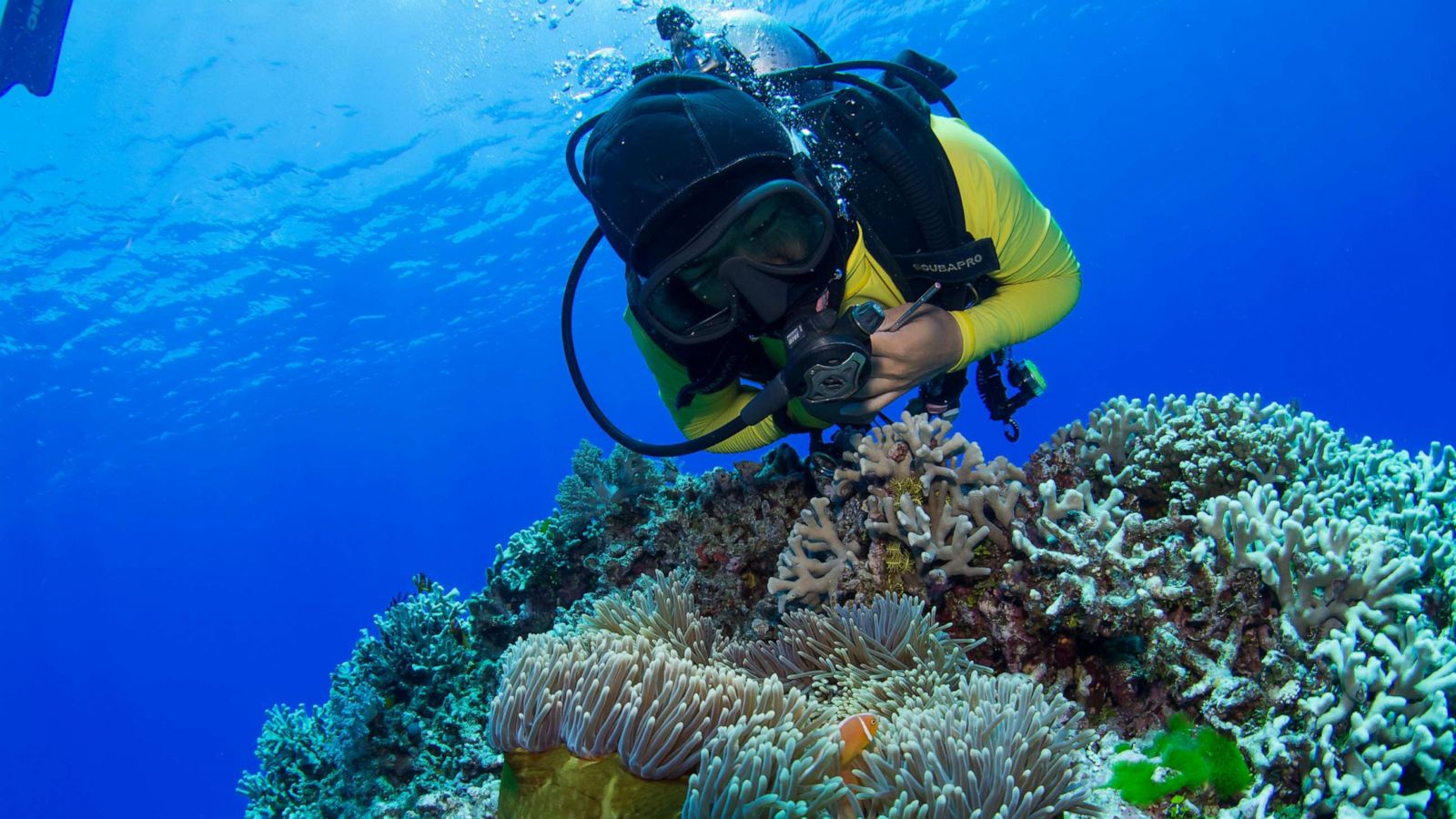 PHOTO: Scuba tour company Passions for Paradise is planting coral on the Great Barrier Reef as tourists stay home during the coronavirus pandemic.