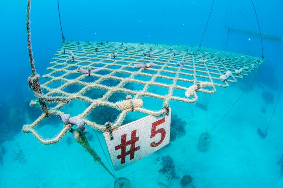 PHOTO: Scuba tour company Passions for Paradise is planting coral on the Great Barrier Reef as tourists stay home during the coronavirus pandemic.