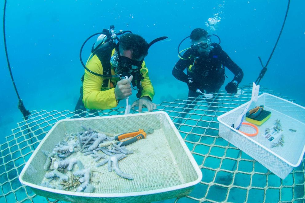 PHOTO: Scuba tour company Passions for Paradise is planting coral on the Great Barrier Reef as tourists stay home during the coronavirus pandemic.