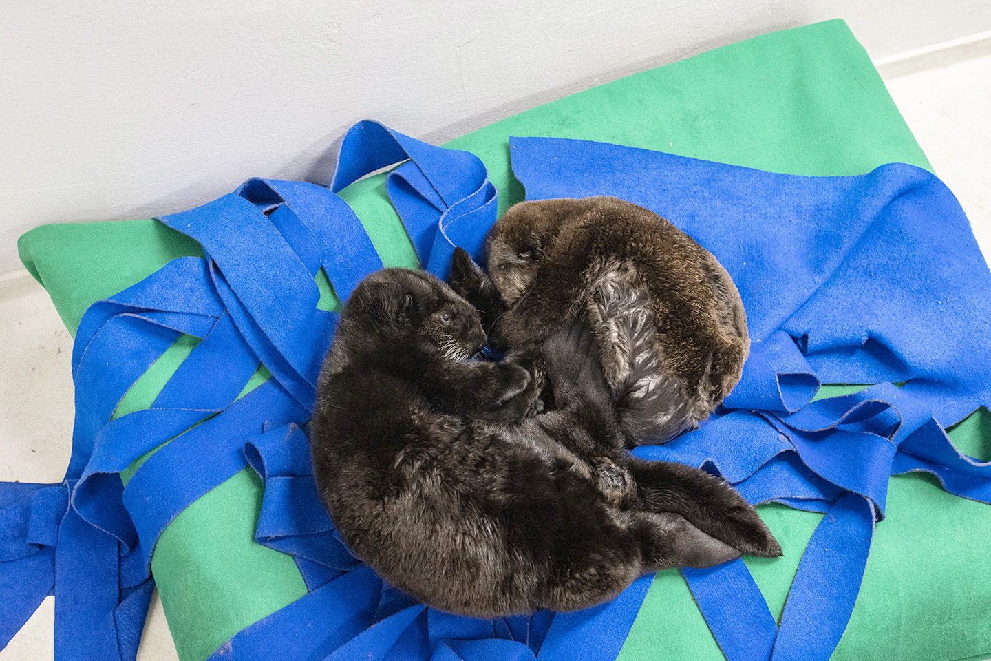 PHOTO: The sea otter pups sleeping.