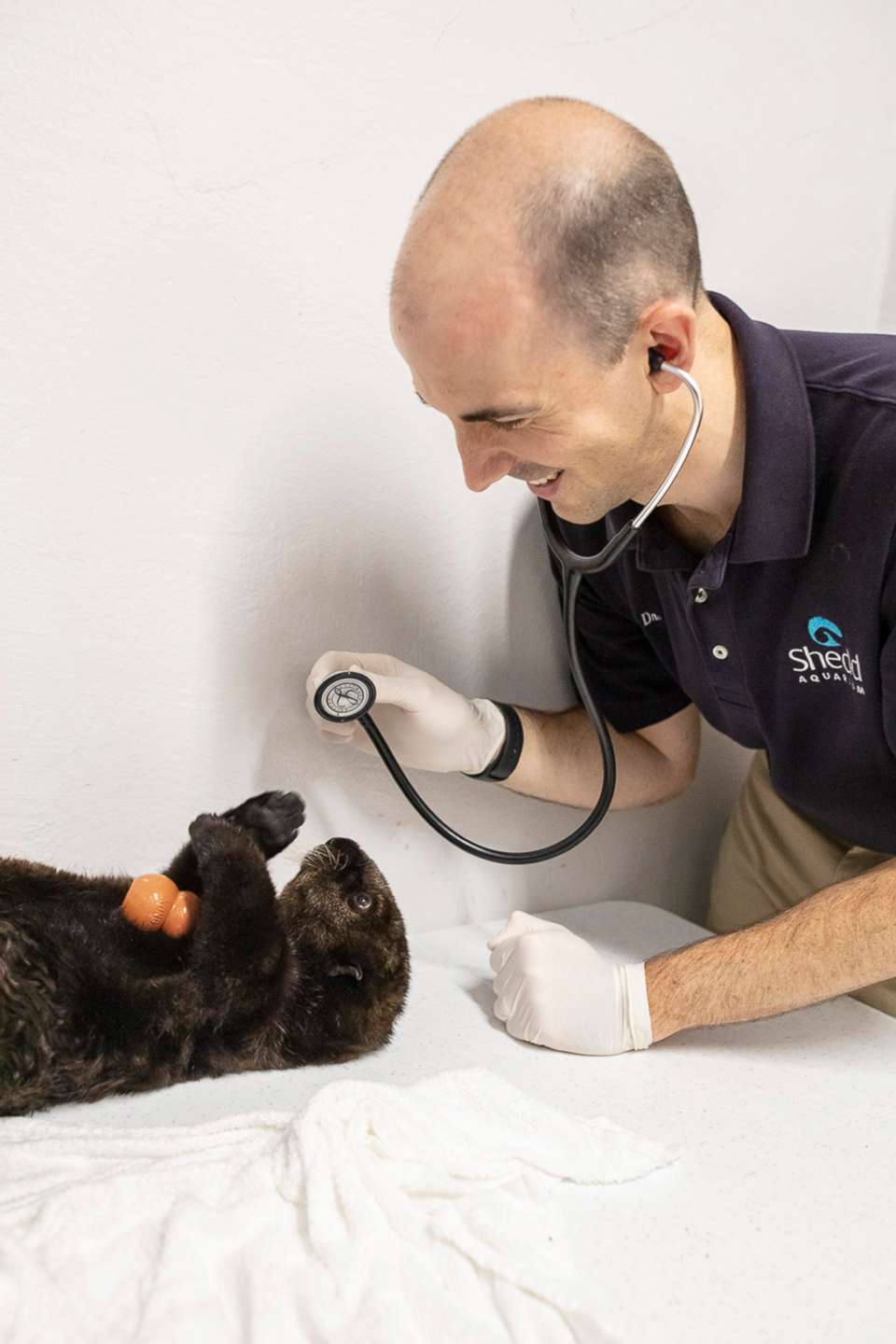 PHOTO: The sea otter pups receive a checkup from an Shedd's animal care team member.