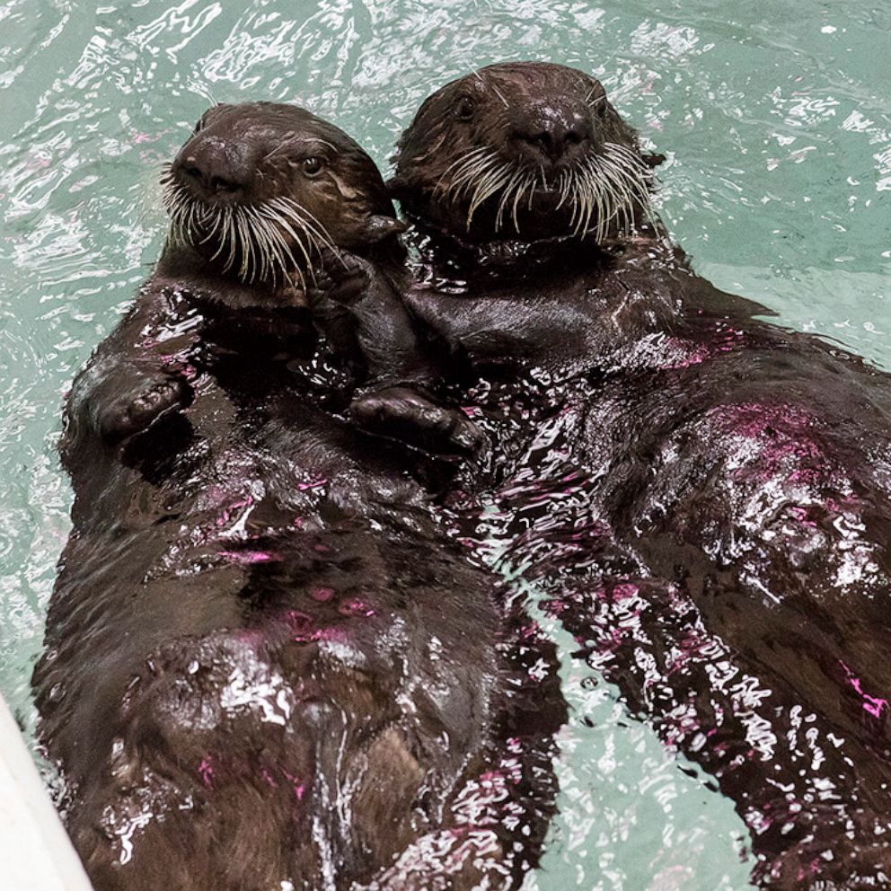 VIDEO: These 2 adorable rescued sea otter pups need names 