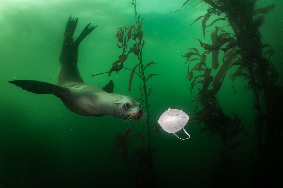 PHOTO: The COVID-19 pandemic's effects extend to ocean ecosystems. Here, a California sea lion encounters a discarded face mask in the waters off Monterey.