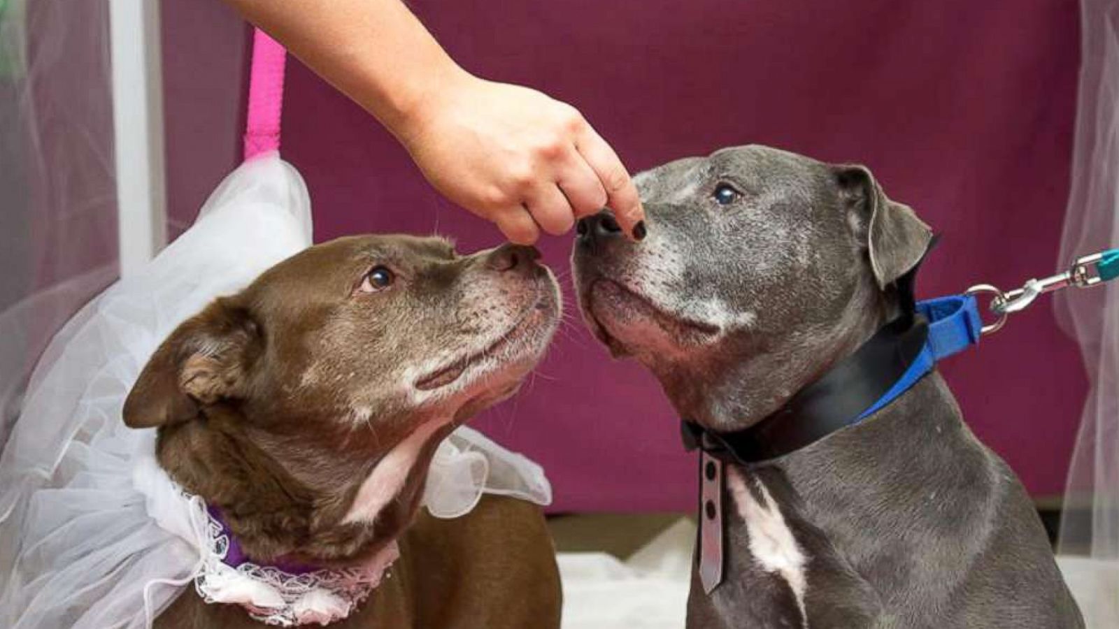 PHOTO: The Kennebec Valley Humane Society held a wedding for senior dogs, Jack and Diane.