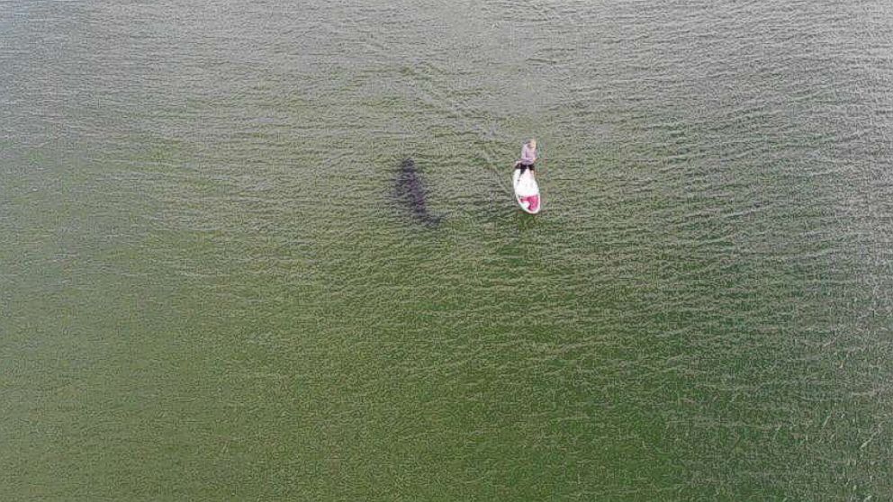 VIDEO: Paddle boarder captured in photo with shark circling beneath