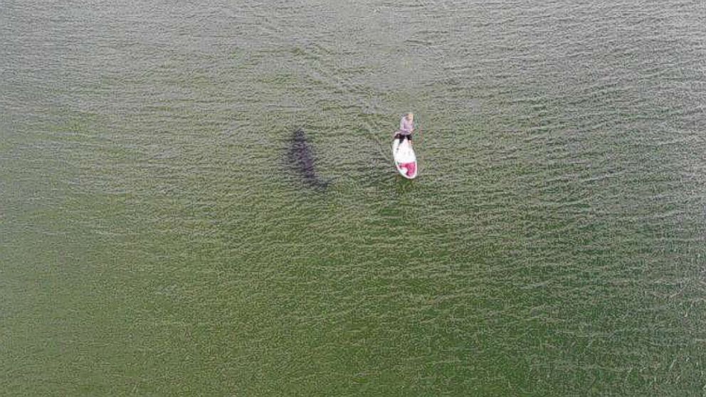 PHOTO: Cody DeGroff took a photo of Roger Freeman paddleboarding off Cape Cod alongside a large shark.