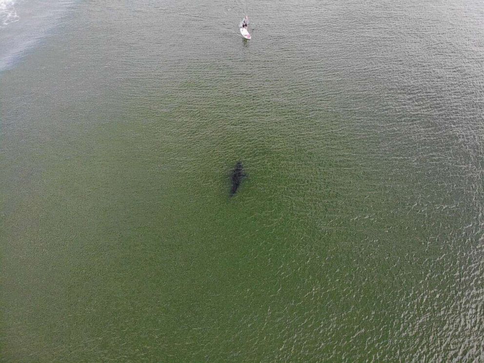 PHOTO: Cody DeGroff  took a photo of Roger Freeman paddleboarding off Cape Cod alongside a large shark.