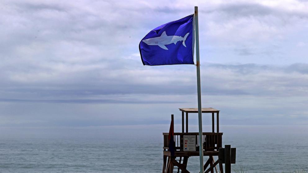 PHOTO: Sharks Now A Common Sight On The Cape