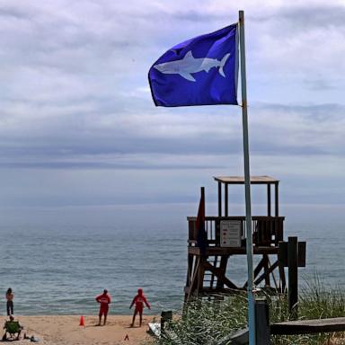 PHOTO: Sharks Now A Common Sight On The Cape