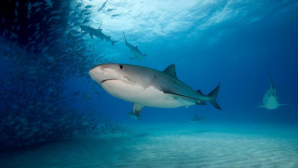PHOTO: Stock photo of a tiger shark.