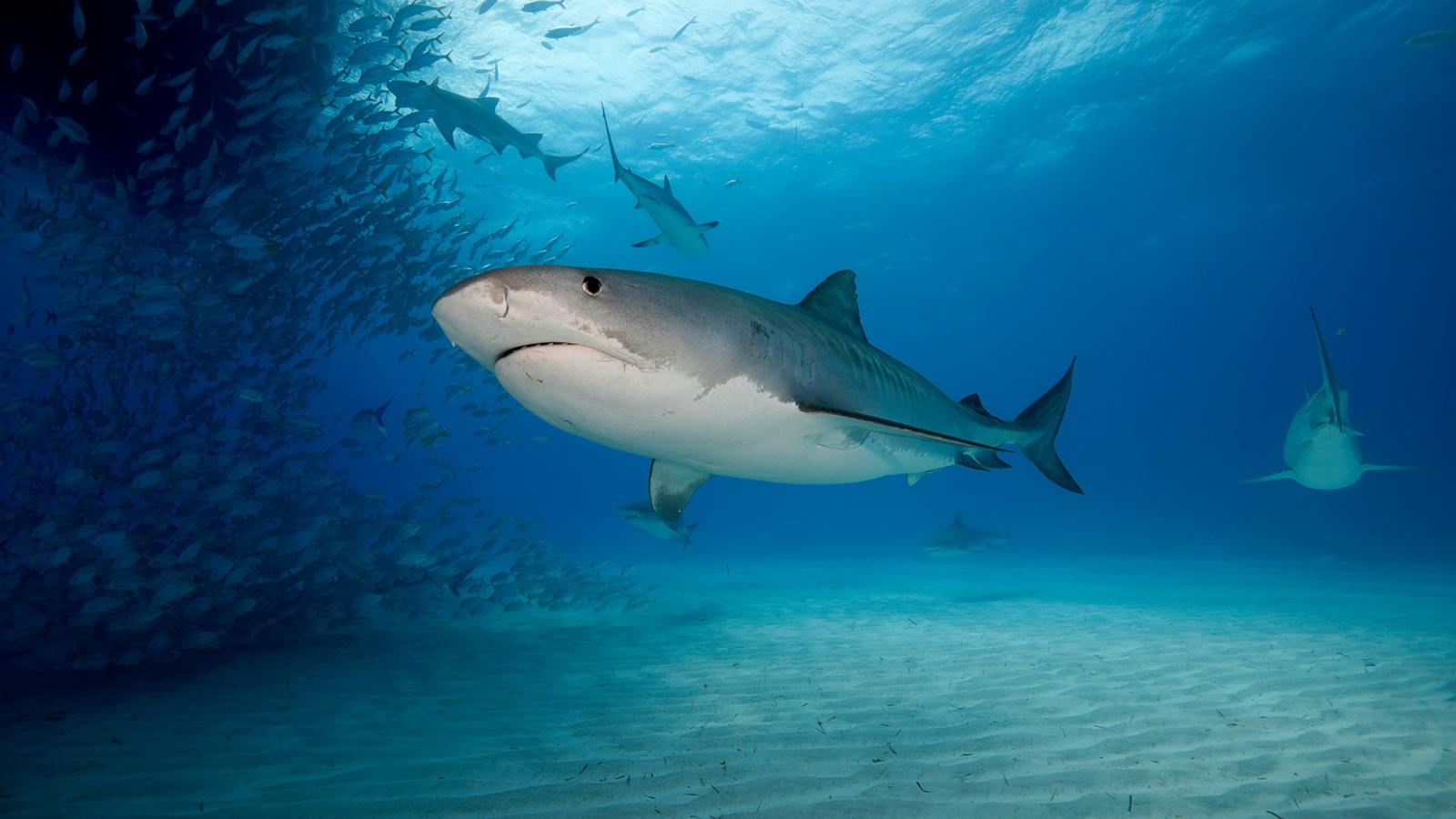 PHOTO: Stock photo of a tiger shark.