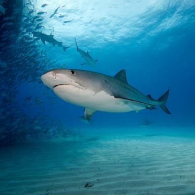PHOTO: Stock photo of a tiger shark.