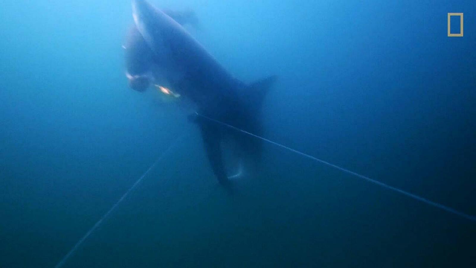 PHOTO: Video captured by National Geographic explorer and photographer Brian Skerry shows rare footage of a great white shark catching fish off a fisherman's line, called depredation.