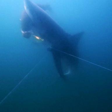 PHOTO: Video captured by National Geographic explorer and photographer Brian Skerry shows rare footage of a great white shark catching fish off a fisherman's line, called depredation.