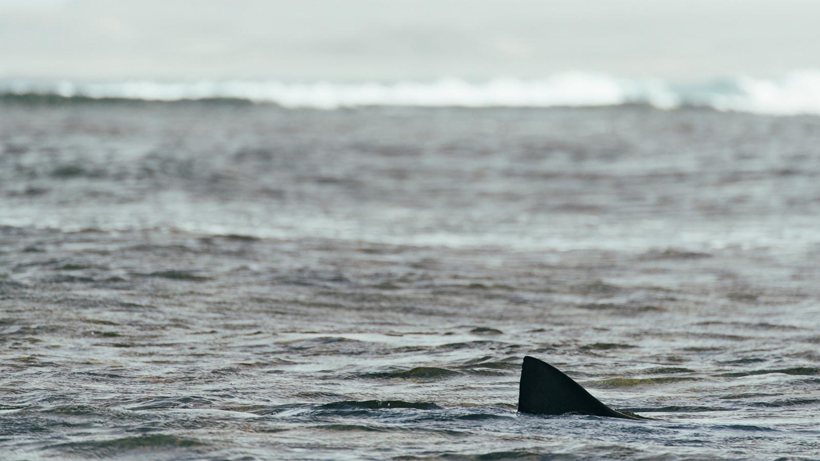 PHOTO: Stock photo of a shark fin in the water.