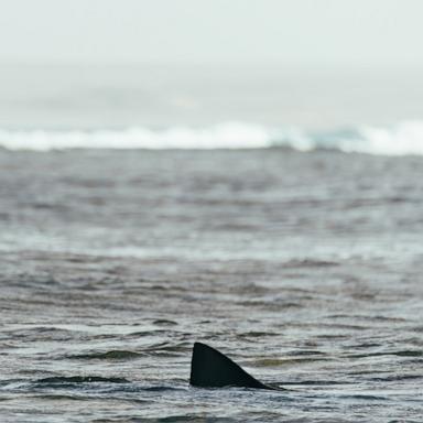 PHOTO: Stock photo of a shark fin in the water.
