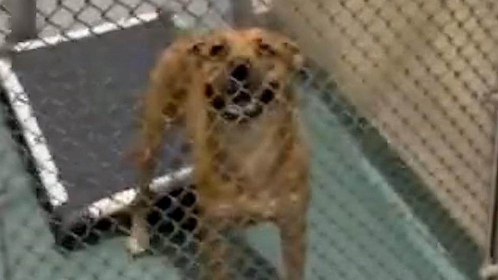 PHOTO: Animal lovers help rescue dogs from the shelters at Medley Animal Services to stay protected from Hurricane Milton.