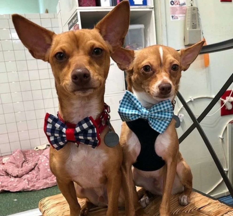 PHOTO: Sir Darius Brown says he hopes his bow ties will make shelter dogs look cute in their photos and help them find forever homes.