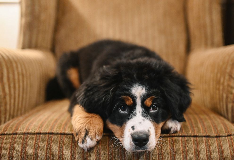 PHOTO: Bernese Mountain Dog, Mochi, was introduced as a dog "who loves people and loves to sleep" at Macon Funeral Home in Franklin, North Carolina.