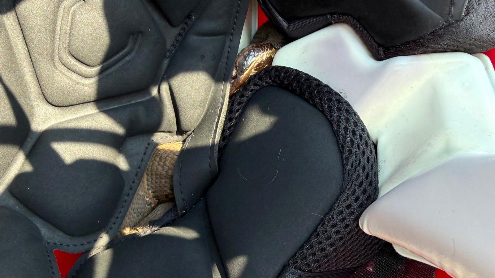 PHOTO: A snake lodged itself into an Arkansas football player's helmet.