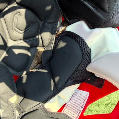 PHOTO: A snake lodged itself into an Arkansas football player's helmet.