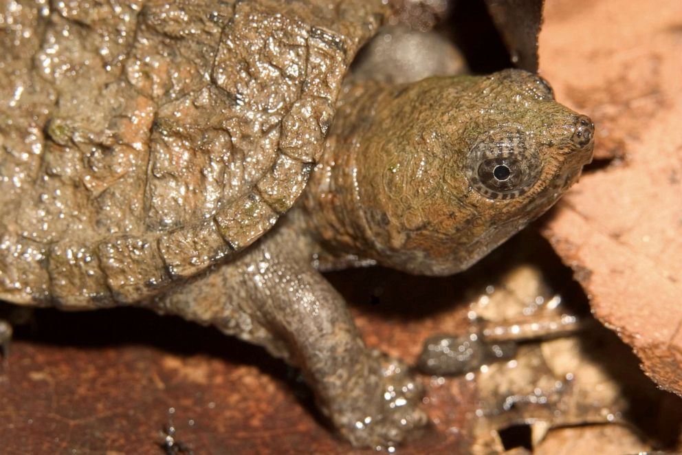 PHOTO: A snapping turtle is pictured in this undated stock photo.