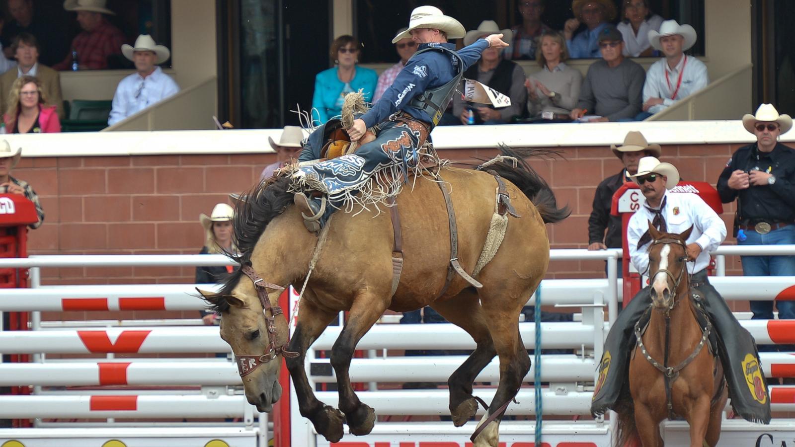 PHOTO: Spencer Wright from Milford UT, on Paper Clip, during Bareback bronc competition, at the Calgary Stampede in July 2016, in Calgary, Canada.