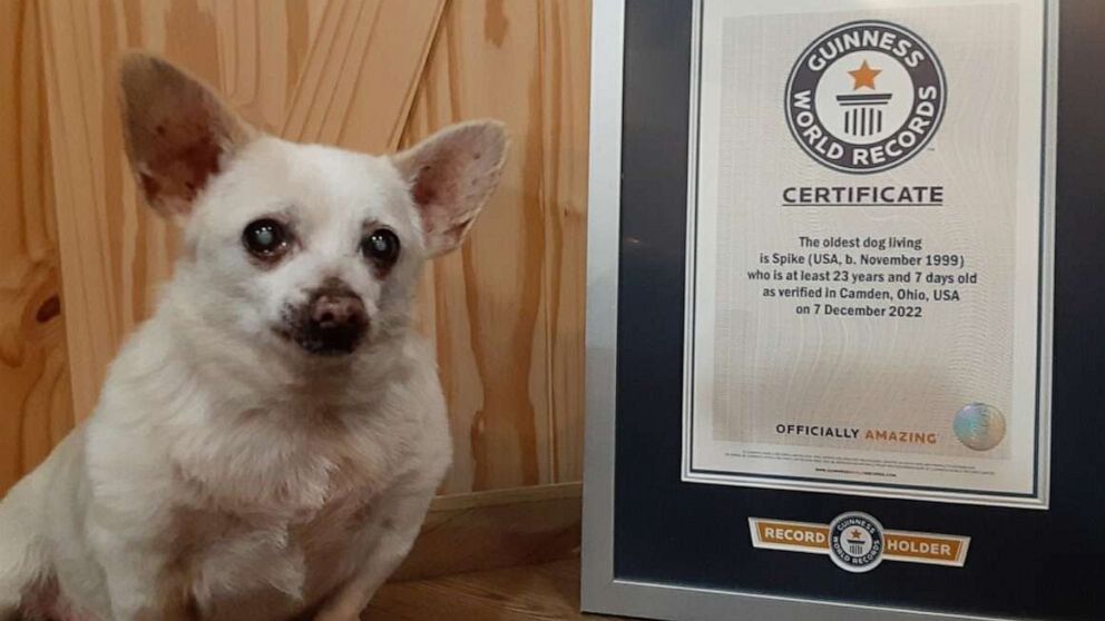 PHOTO: Spike, a 23-year-old chihuahua, was named the world's oldest living dog by Guinness World Records this week.